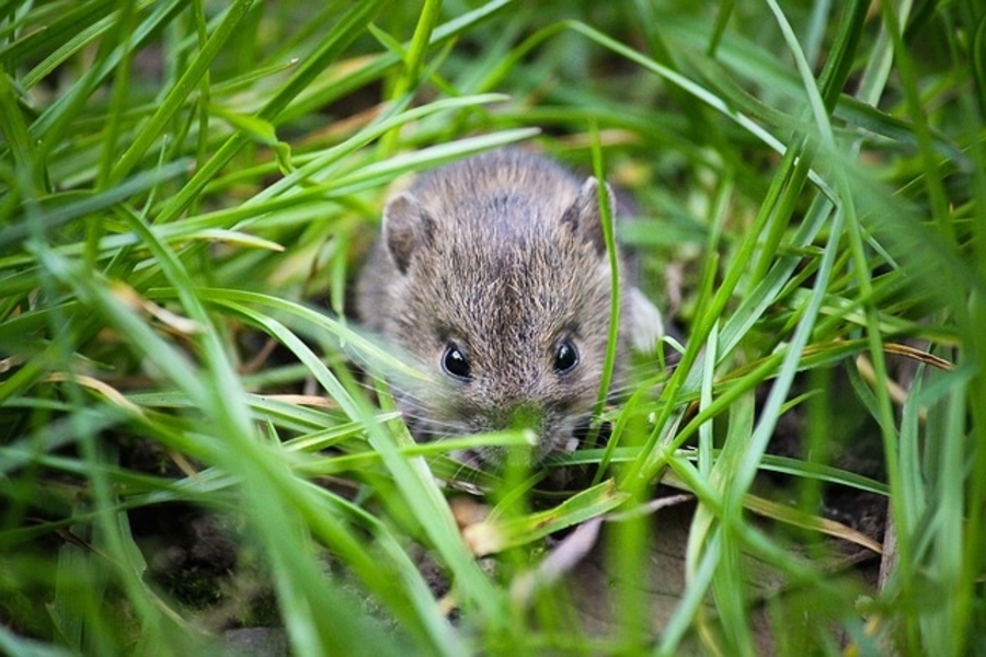 https://blog.seftonmeadows.co.uk/wp-content/uploads/2022/02/mouse-in-grass.jpg