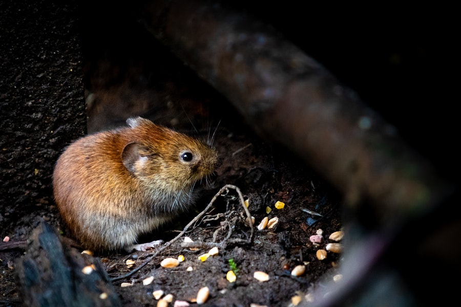 mouse in its bed