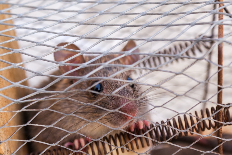 mouse trapped in cage