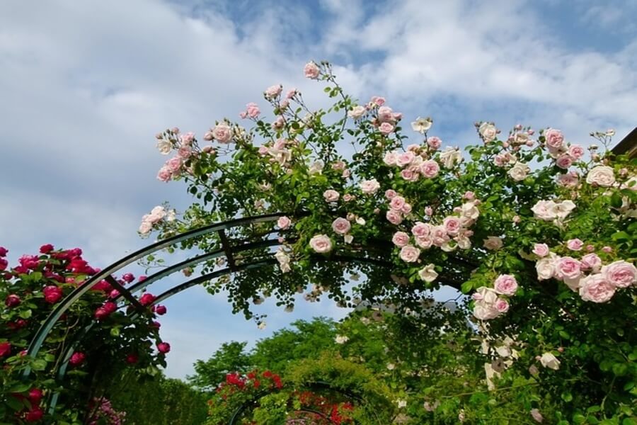 growing climbing plant