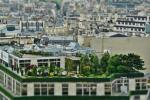 a roof terrace garden with trees to show how to get privacy in an overlooked garden