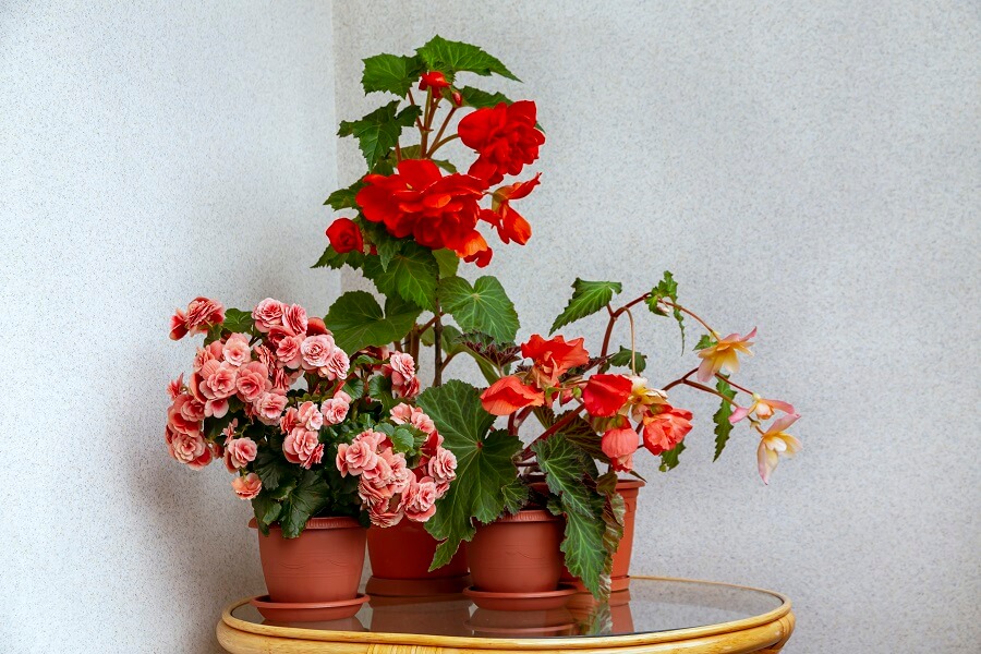 begonia bedding plants