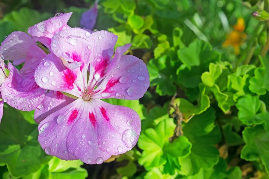 geranium bedding plants