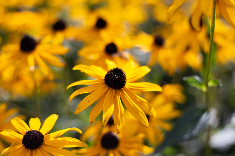 black eyed susan