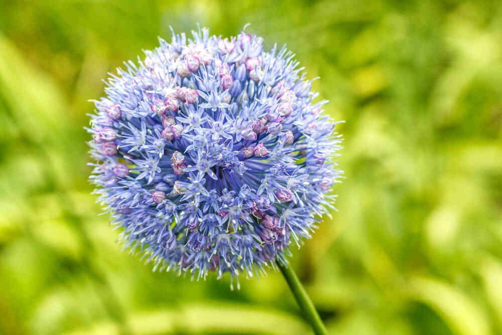 blue globe allium