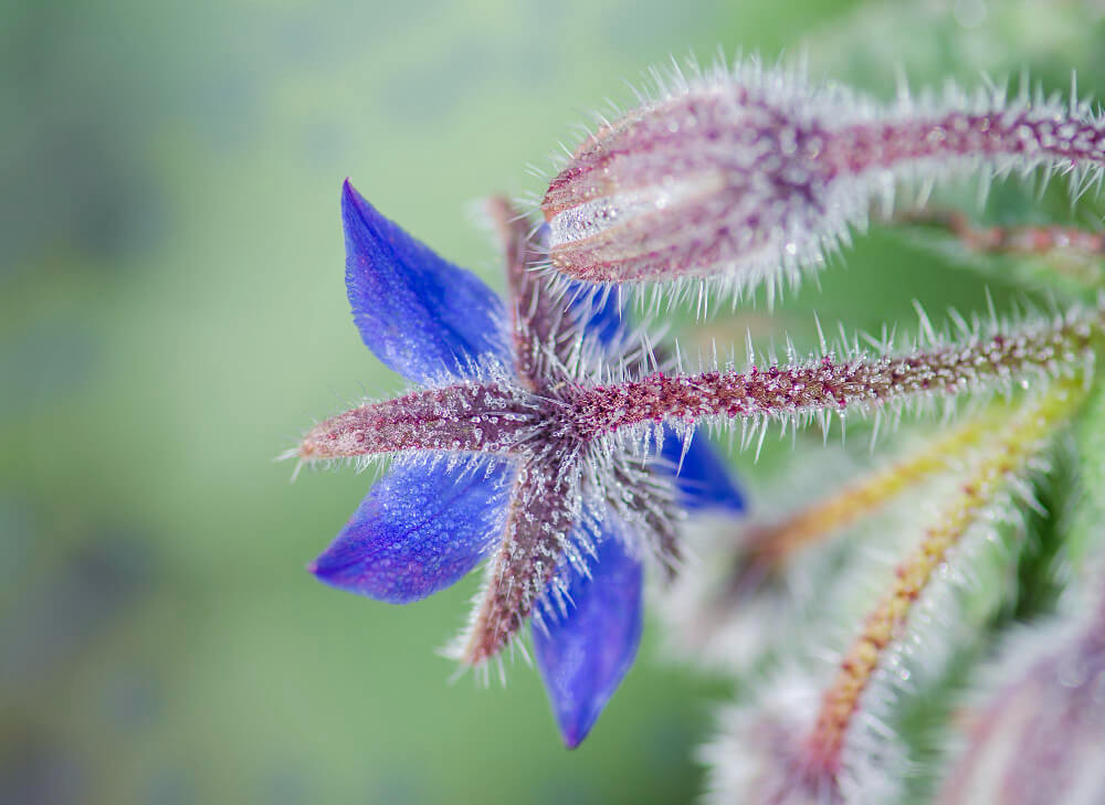 blue borage