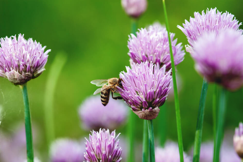 what flowers do bees like