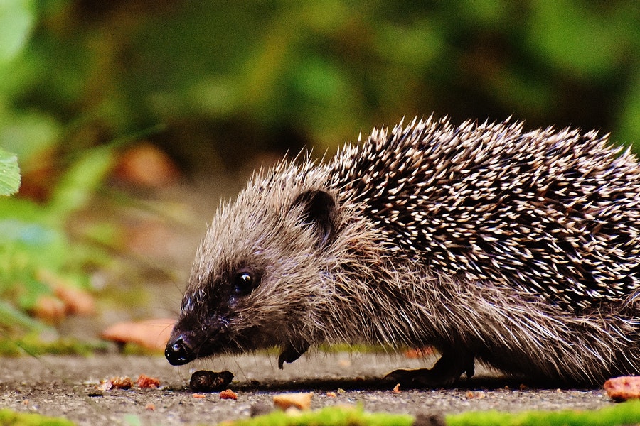 Hedgehog foraging for food