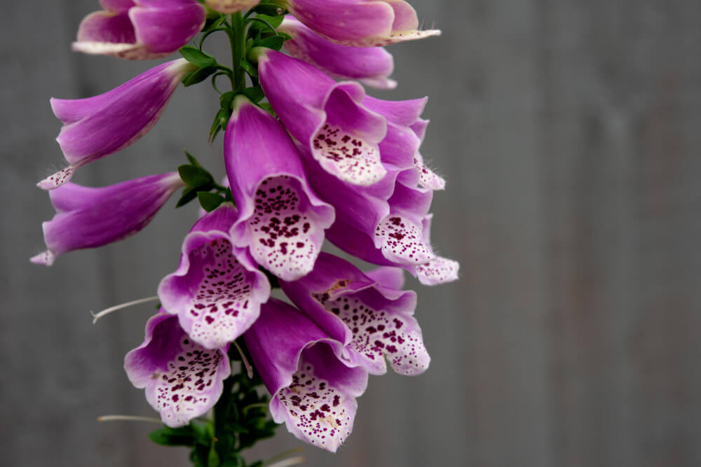 foxgloves