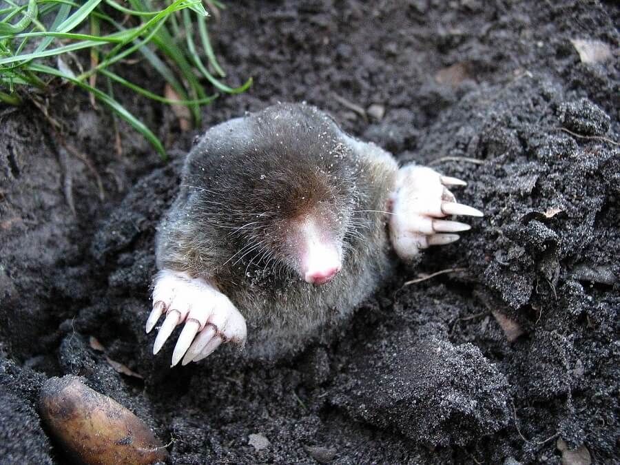 mole