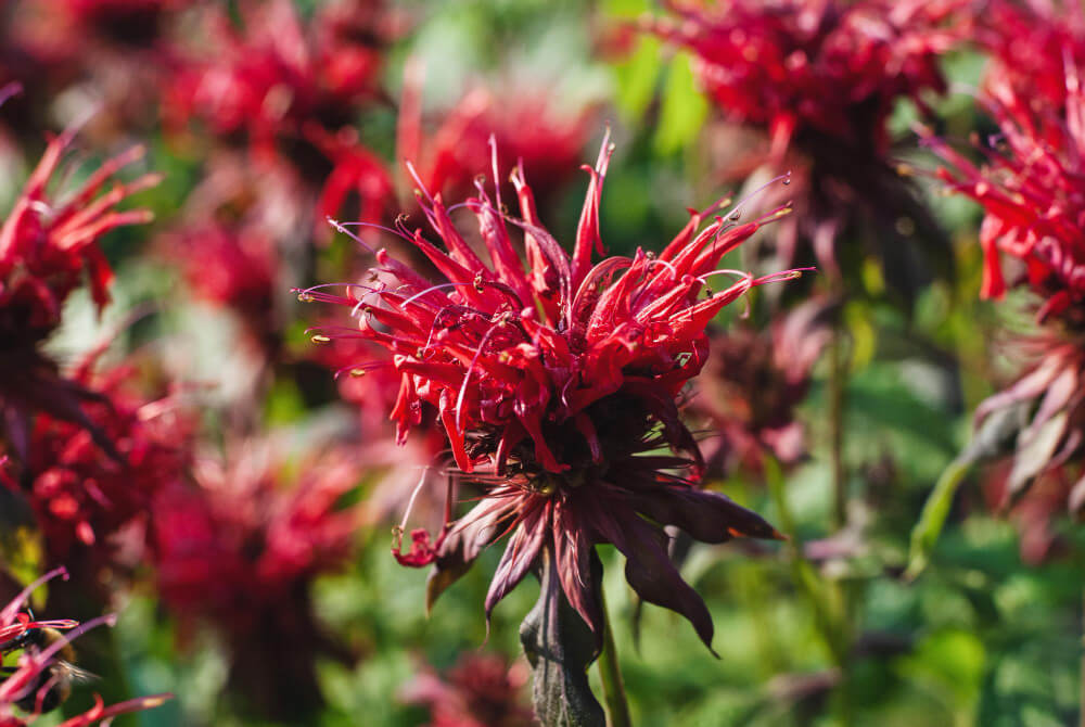 Mondara or Bergamot