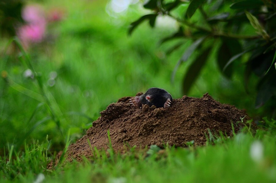 Small Mole