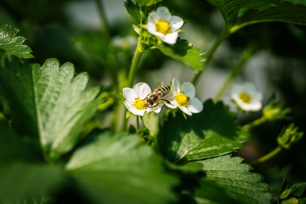 wasp or bee on a flower