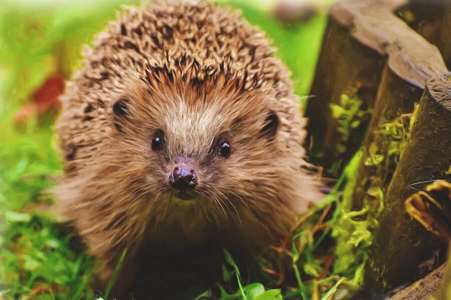 hedgehog standing my apparatus set up for how to help hedgehogs