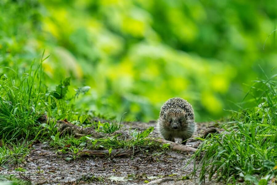 a hedgehog in a garden