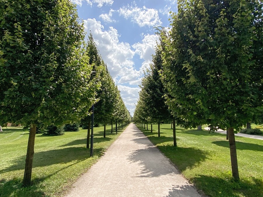 Line of trees