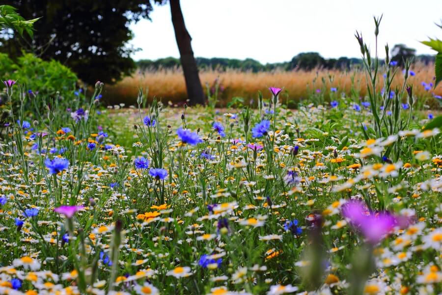 eco-friendly wildflowers