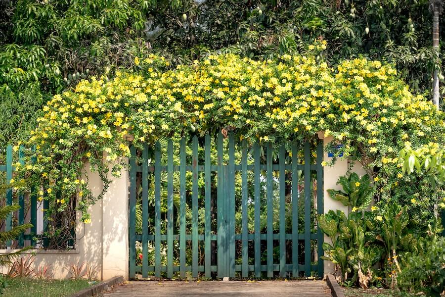 climbing plants growing after adding trellis to existing fence