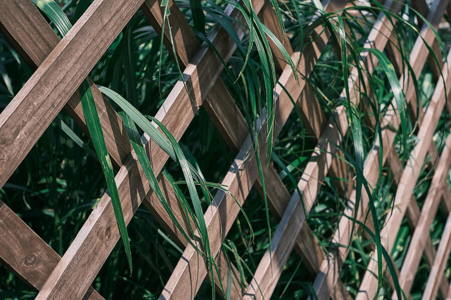 wooden trellis with climbing plants
