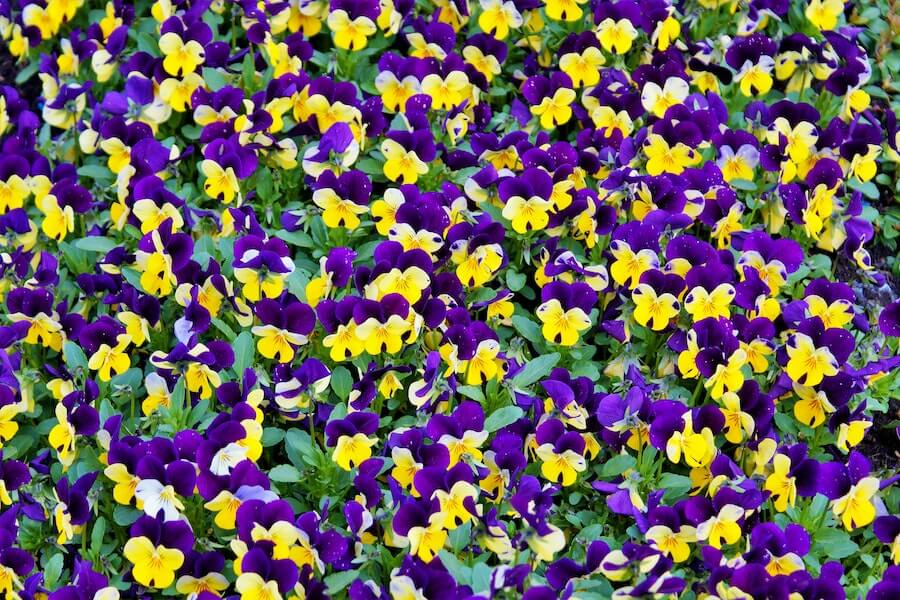 batch of purple and yellow pansies for winter window box 