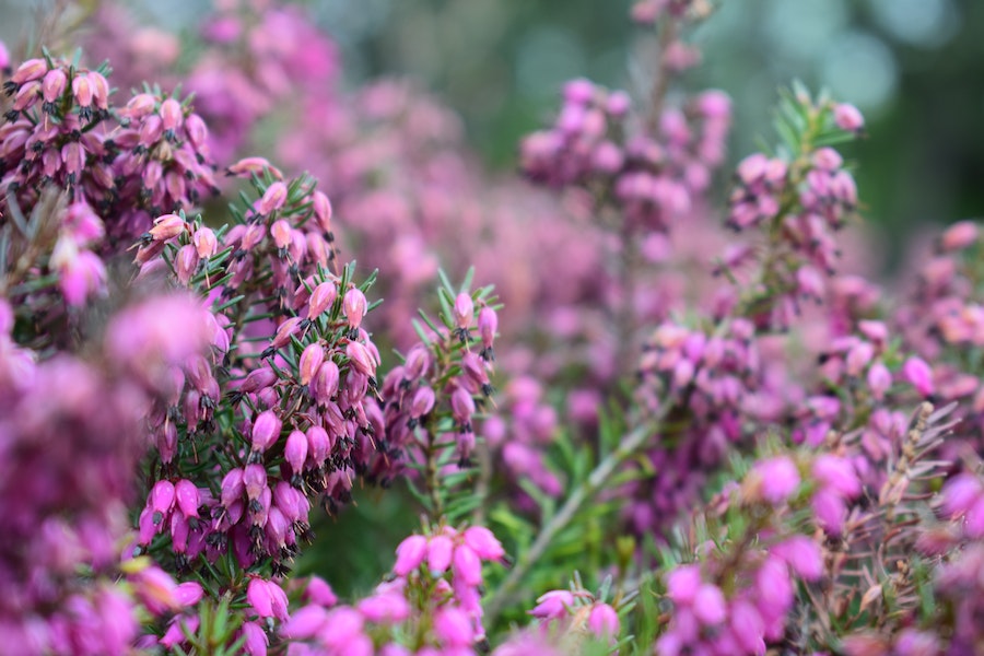 purple heathers for winter window box