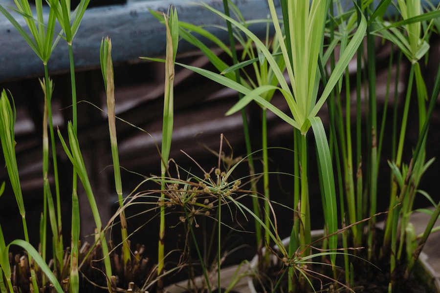 evergreen plant grass for pots 