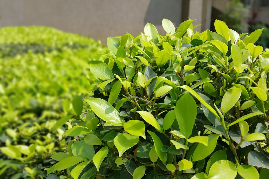 evergreen shrubs for pots 