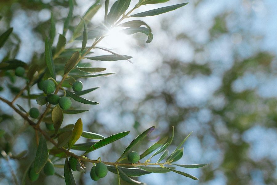 Evergreen olive tree for pots 