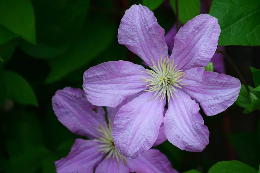 clematis evergreen plant for potting 