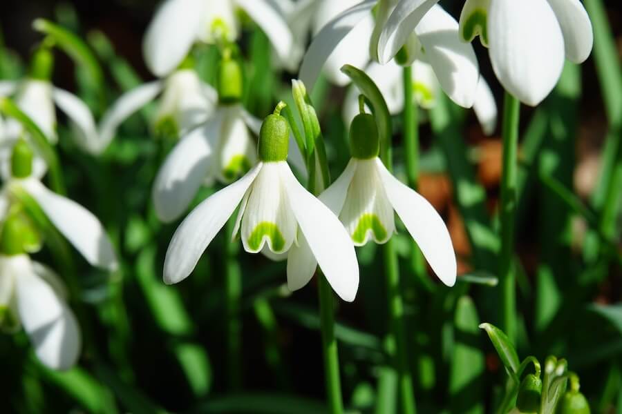 white snowdrops for winter window box 