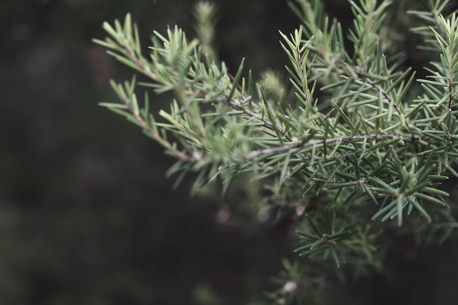 Dwarf conifer junipers for winter window box 