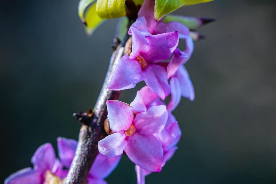 purple daphne for winter window box 