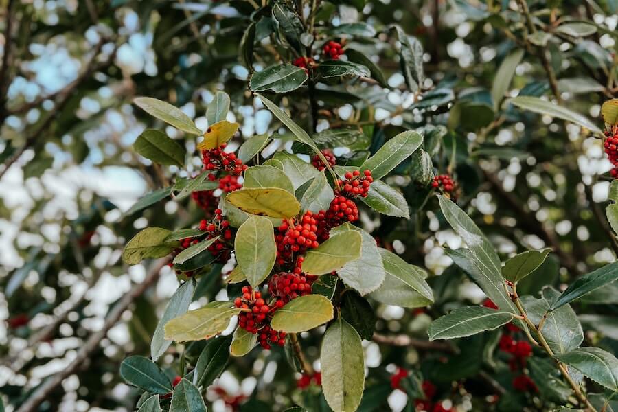 ilex winter garden plant berries and holly 