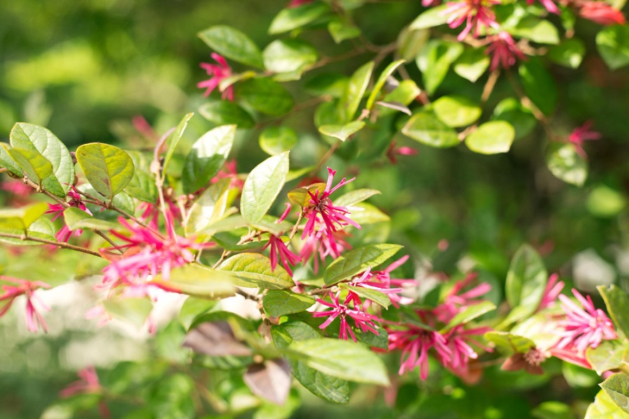 lorepetalum winter garden plant 