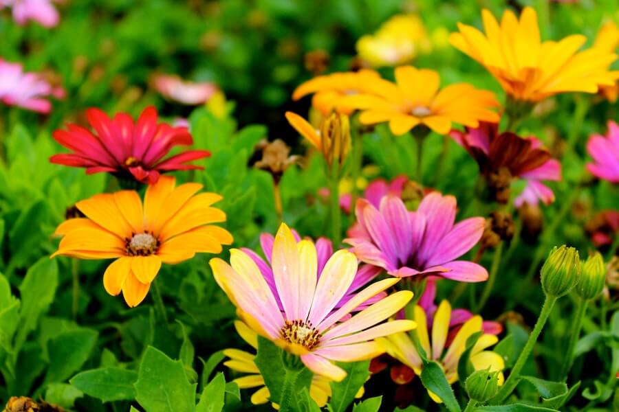 assorted spring bedding plants