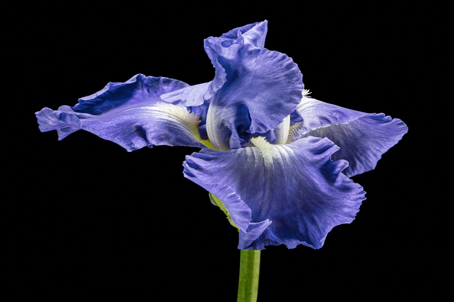 bearded purple iris