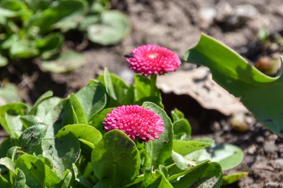 bellis spring bedding plant