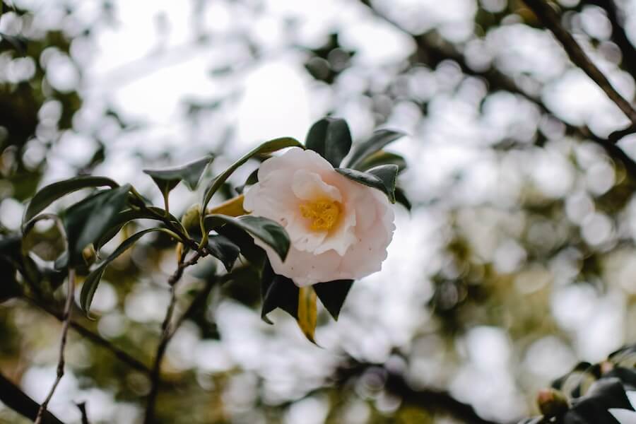 camellia winter garden plant