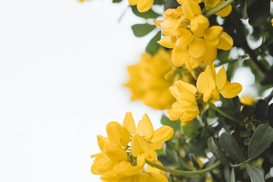 yellow coronllia winter garden plant 