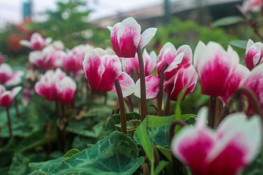 cyclamen spring bedding