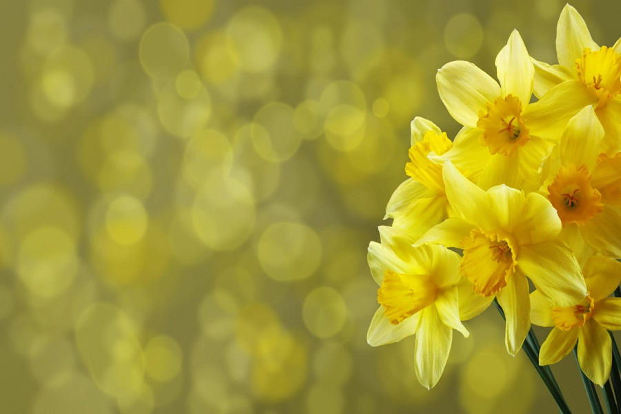 daffodils yellow background