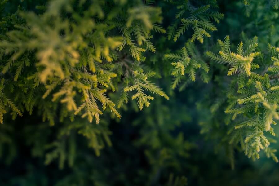 dwarf conifer evergreen plant 