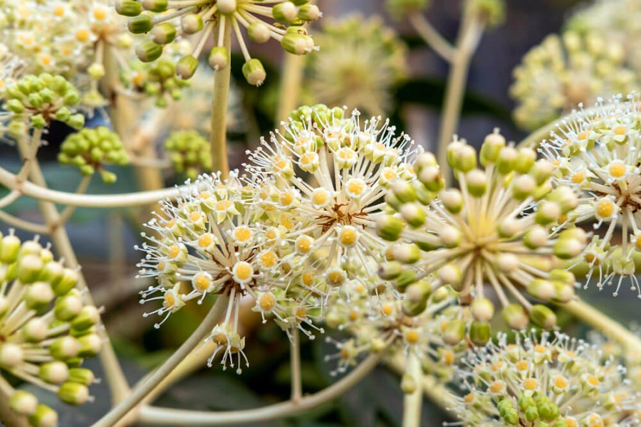 edgeworthia winter garden plant 