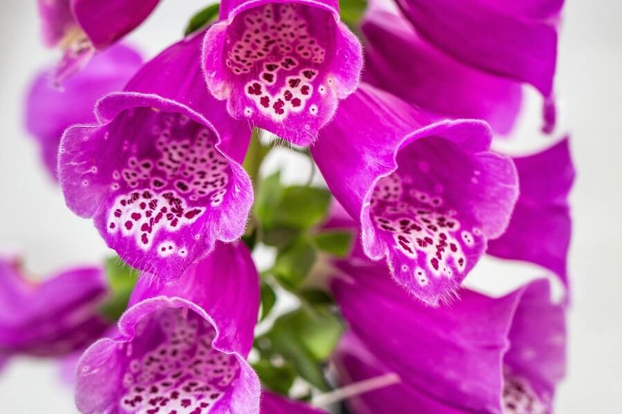 foxgloves close up