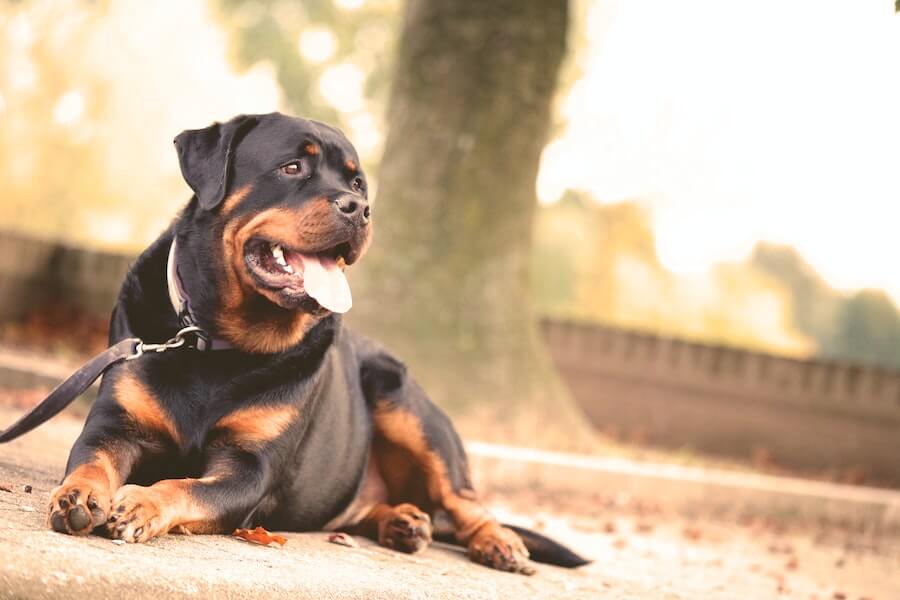 guard dog monitoring shed security 