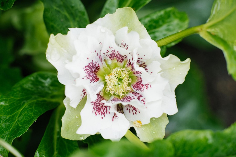 hellebores spring bedding plant