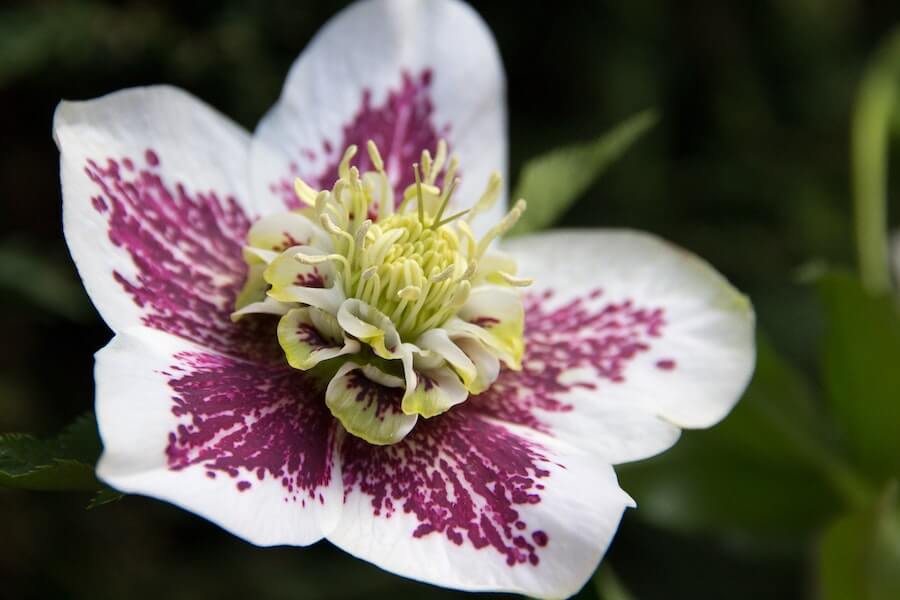 hellebores purple and white winter garden plant 