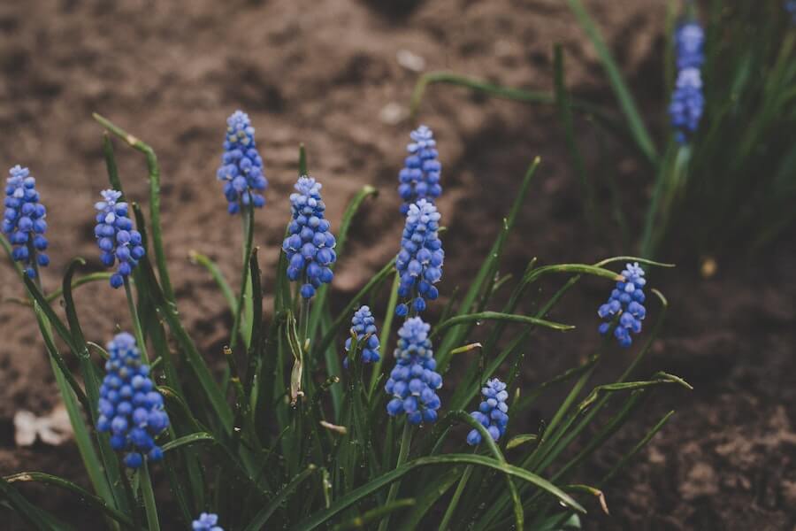 hyacinth spring bedding plant