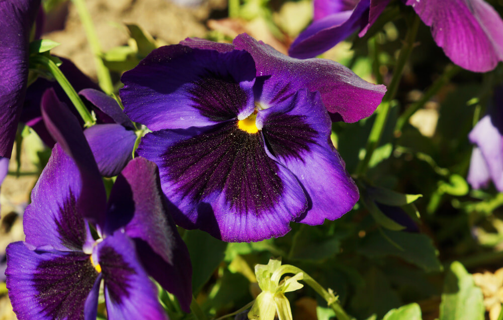 dark pansies winter garden plant 