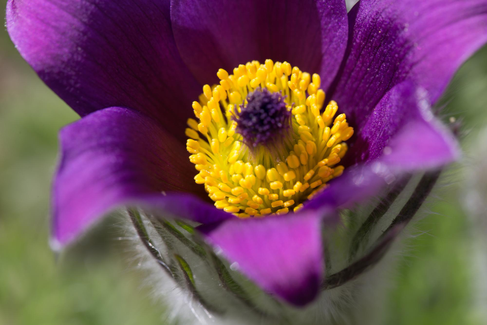 pasque flower purple